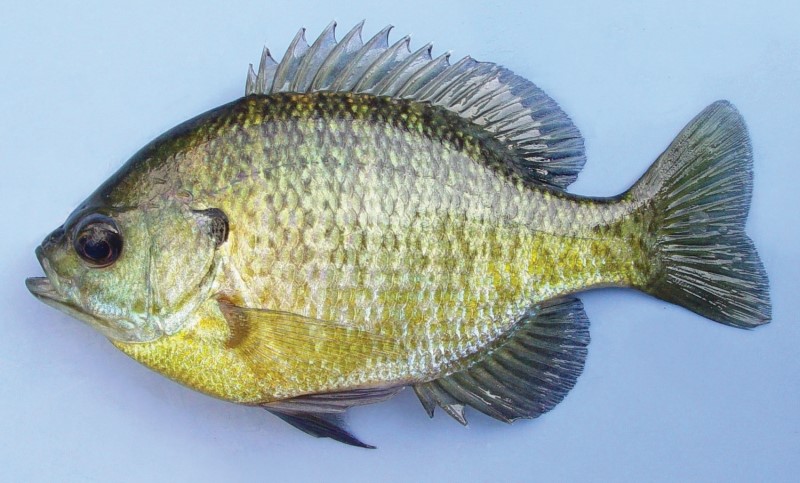 Night Fishing For Crappie - Under Lights on Norris Lake - Catch